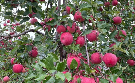 ＜2024年10月中旬よりお届け＞北海道壮瞥町　りんご　品種名「早生ふじ」12～18玉約5kg フルーツ 果物 りんご 果樹