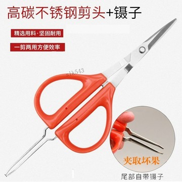 購滿199出貨 臺灣出貨 修果剪刀 葡萄剪蔬果專用剪刀 直頭疏果剪 修枝稀果帶鑷子取壞果水果