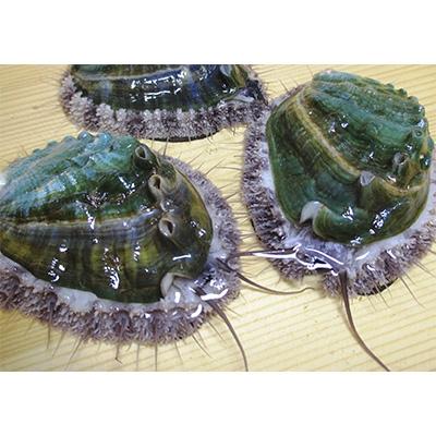 ふるさと納税 湯浅町 やわコリ食感紀州活アワビ 