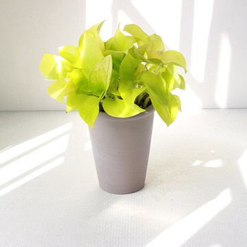 萊姆黃金葛 l 植栽 盆栽 (中盆) 室內植物 辦公室盆栽  開幕盆栽