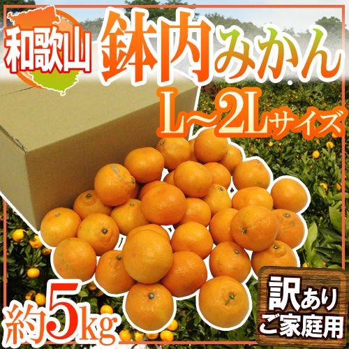 みかん 和歌山・有田産 ”鉢内みかん” 訳あり L〜2Lサイズ 約5kg はちうちみかん 送料無料