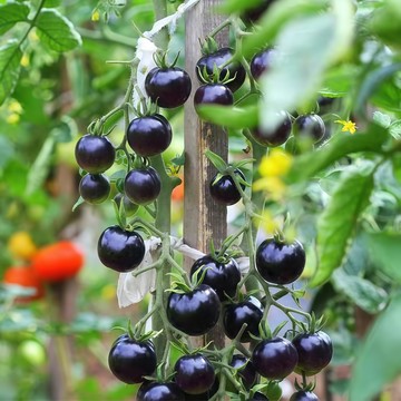 青禾園藝盆栽黑珍珠番茄種子FQ-9🍅熱銷小黑果小番茄營養高口感好四季播種盆栽果菜蔬菜種子#tomato