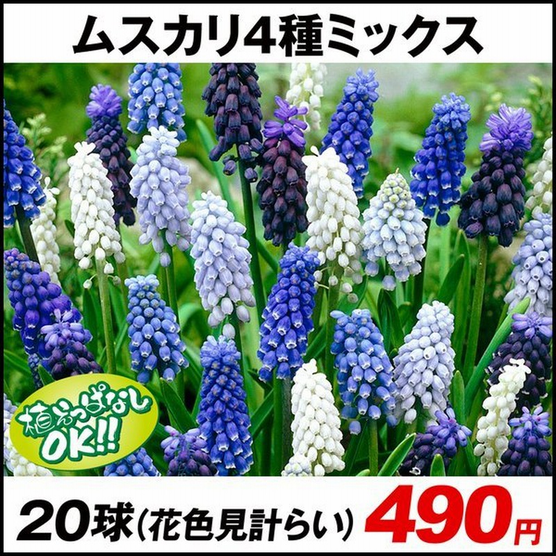 ムスカリ 4種ミックス 花色見計らい 20球 球根 秋植え球根 通販 LINEポイント最大0.5%GET | LINEショッピング