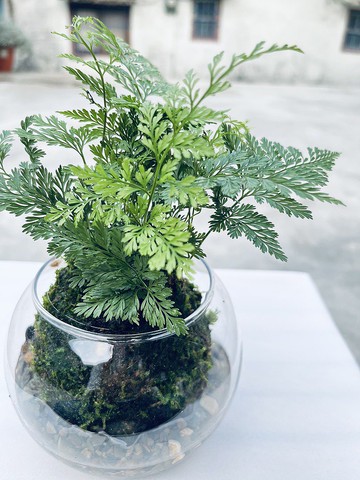 兔腳蕨 l 植物苔球 蕨類 室內植栽 禮物