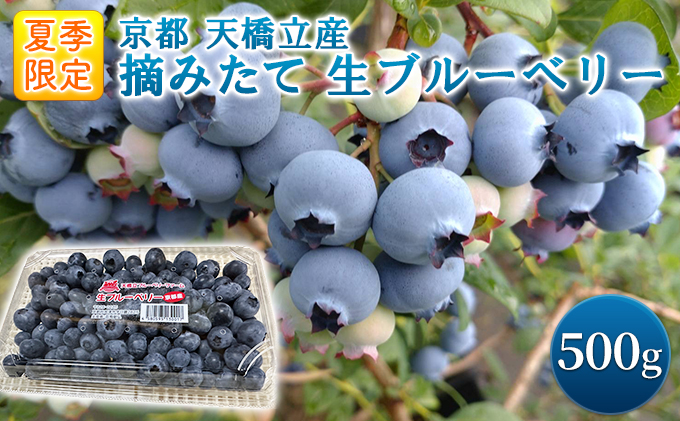 《夏季限定》摘みたて 生ブルーベリー 500g　京都 天橋立産