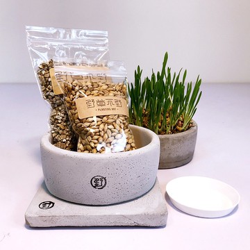 【野草不野】貓草輕鬆栽培組 / 套裝組合包