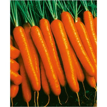 【拈花微笑】佳珍1號紅蘿蔔｜種子｜3g｜非基因改造種子｜蔬菜｜蔬果｜有機無毒｜高發芽率