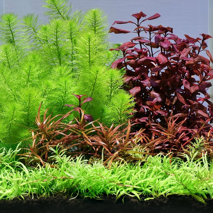 水草）おまかせ水上葉 レイアウトセット ２０ｃｍ水槽用 ４種（無農薬）（１パック）（水草説明書付） 通販 LINEポイント最大0.5%GET |  LINEショッピング