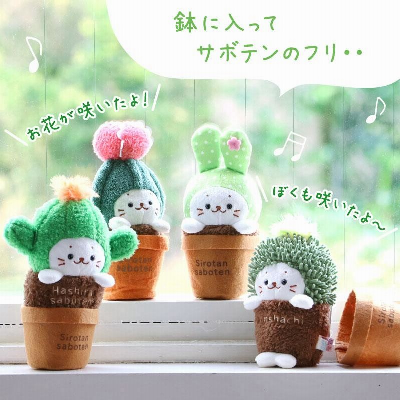 しろたん サボテン マスコット 柱サボテン うちわサボテン きん