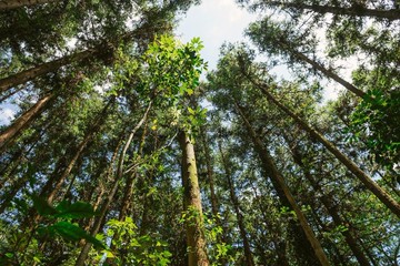 后里圳寮段適合造林果樹、公司資產、碳權使用B｜台中市后里區圳寮段