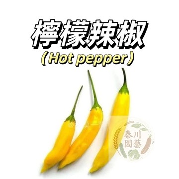 嘉義現貨（檸檬辣椒種子LJ-15小辣）小果黃皮辣椒種子四季播種高產蔬菜種子果菜