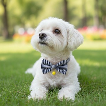 條紋款 蝴蝶結寵物裝飾項圈 貓咪 小型犬 迷你犬