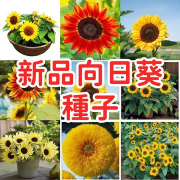 【新品向日葵種子】 太陽花籽 易種盆栽花卉 開花大朵 四季可播 台灣家庭園藝 陽台庭院裝飾 兒童自然教育 種植套組