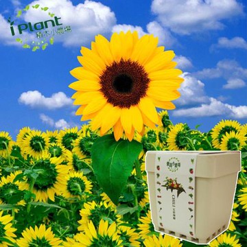 任-iPlant積木開心小農場樂活盆栽(向日葵)