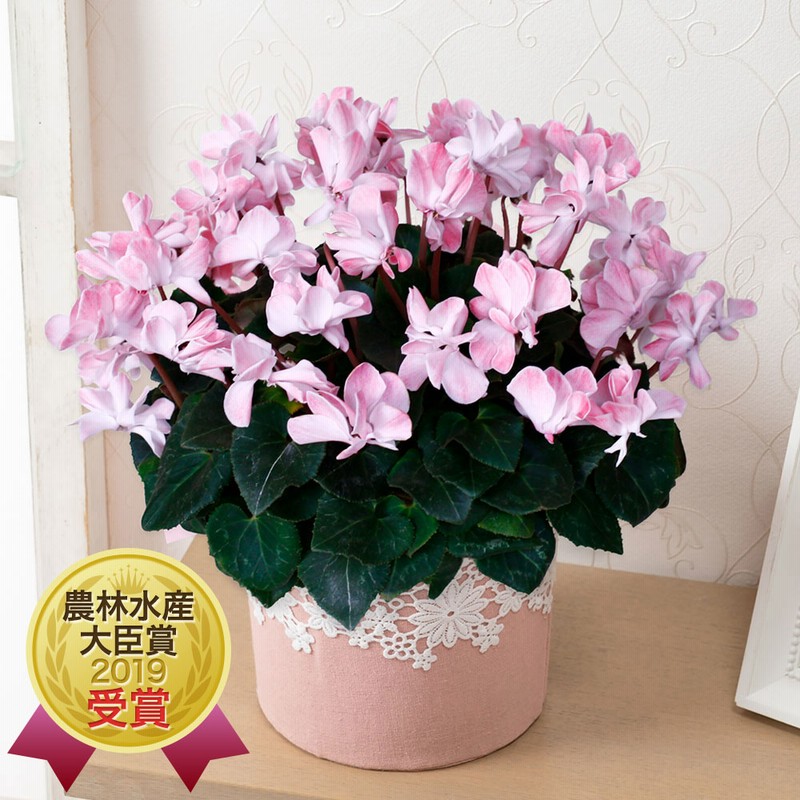 鉢植え シクラメン ウィンク シャワーレッド 花 花鉢 ギフト プレゼント フラワーギフト 贈り物 通販 Lineポイント最大10 0 Get Lineショッピング