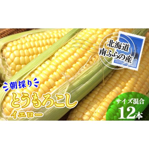 ふるさと納税 北海道 南富良野町 南ふらの産 朝採り とうもろこし (イエロー)12本 北海道 南富良野町 2024年発送 先行予約