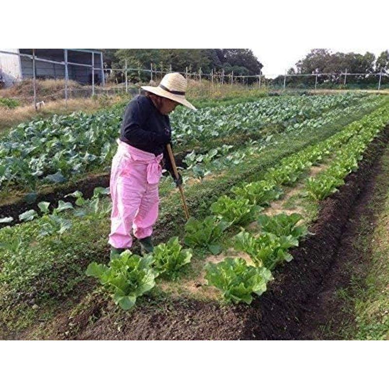 旬の採れたて新鮮野菜詰め合わせ S Buu Fuu Uuu 中身は季節により異なります。