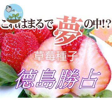 🍓【日本夢幻品種】全日系 德島勝占(夢草莓)種子 果實碩大香甜 家庭陽台盆栽首選 約100粒 可四季播種 贈獨家種植指南