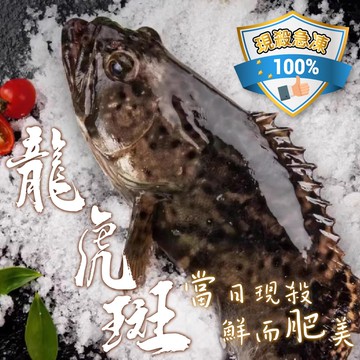 【帥哥魚海鮮】台灣肥嫩龍虎石斑2尾組(單尾殺清前750g)