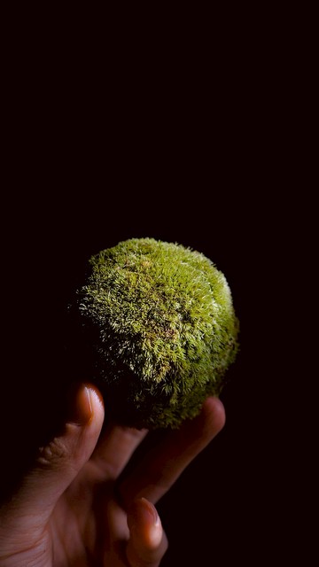 白髮蘚苔玉-Leucobryum Kokedama