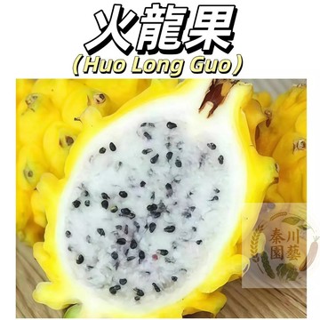 嘉儀現貨（超多款火龍果種子）紅肉火龍果 白心火龍果 燕窩火龍果 水果種子四季種植盆栽庭院 四季生 抗寒 耐寒 耐旱易種植