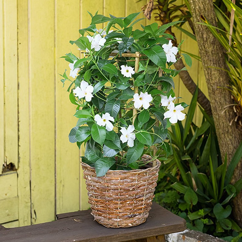 季節の花鉢 マンデビラ ラン 鉢物 観葉植物 通販 Lineポイント最大7 0 Get Lineショッピング