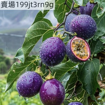 現貨🐸【多款百香果種子（30粒）四季種植百香果種子 黃金百香果種子 香蕉百香果種子 酸甜可口高產百香果 易种植 發芽率高