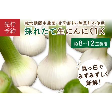 ふるさと納税 新にんにく1kg（10〜20玉前後）（栽培期間中農薬・化学肥料不使用）ニンニクコンフィレシピ付き（2024.. 京都府京丹後市