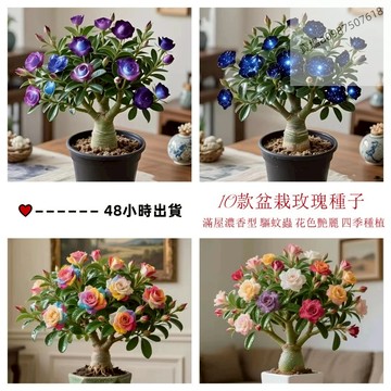 現貨 稀有品種玫瑰（50粒） 四季種子室內外好養耐寒 四季開花花卉綠植盆景種子 四季綠植種子