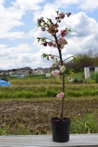 2023年３月から４月に開花桃の木  　　桃の花