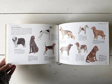 英國動物圖鑑/動物/圖鑑/古書/畢業禮物/老書/書櫃