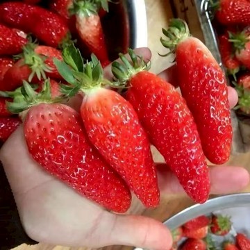 【台灣現貨】香蕉草莓種子｜獨特香氣 口感綿密｜稀有品種 陽台盆栽首選｜新手易種好癢 稀有品種#水果種籽