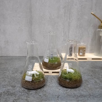 錐形瓶裡的苔蘚世界