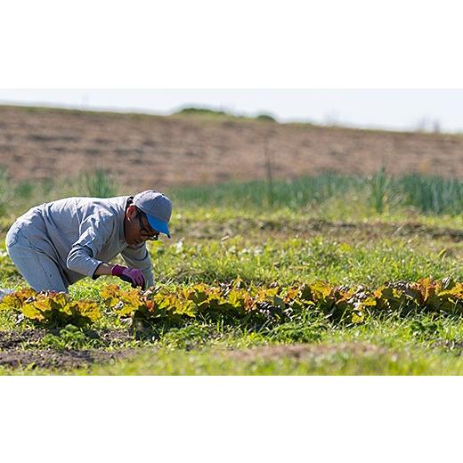 ふるさと納税 佐賀県 佐賀市 佐賀産季節の旬野菜10種類とドレッシング：B016-039