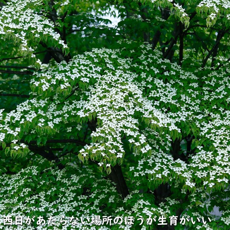 やまぼうし^_^様 ヤマボウシ 単木 1.2m 露地 苗 | LINEブランドカタログ