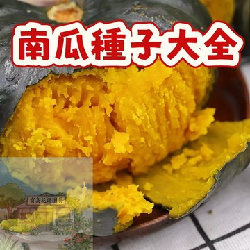 🎃熱銷 （金瓜種子大全）當季新籽 品質優良 耐熱耐寒 香甜軟糯 營養豐富 新手易種易活 陽台庭院盆栽