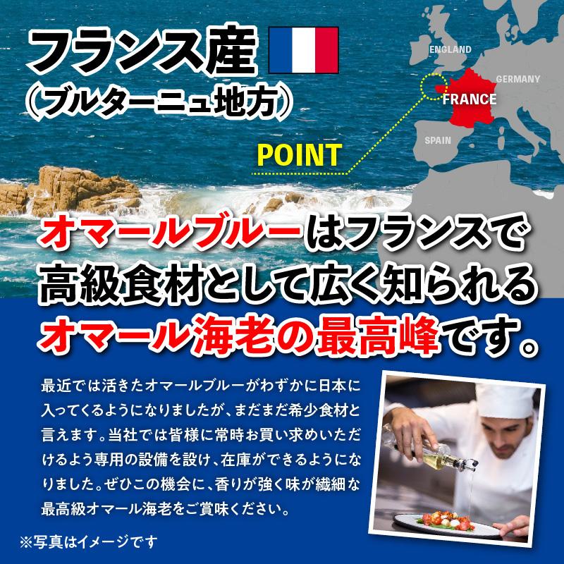 活オマール海老・ブルー（フランス産）　1尾(約500g×1）