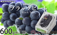 ブラックビート 約600g×1房 ぶどう 葡萄 岡山県産 2023年