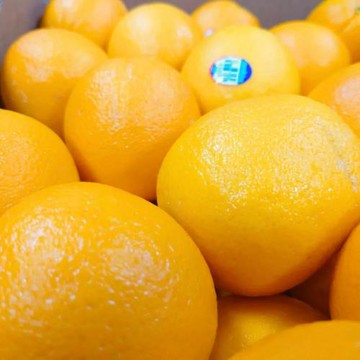 【RealShop 真食材本舖】美國肚臍丁19kg±10%原件(113-138顆)品牌隨機出貨