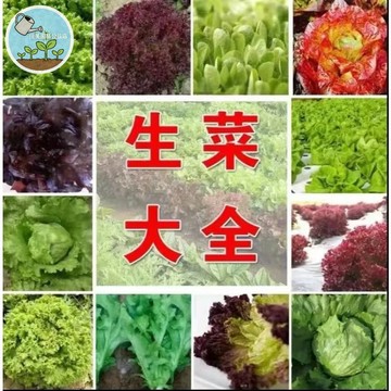 佳美 現貨 13款 生菜種子（100粒）可生吃  玻璃生菜紫葉生菜大速生菜種籽奶油生菜抗熱耐抽苔孑 易種