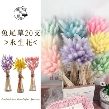 現貨🔺20支 兔尾草｜花束 乾燥花 永生花 乾燥花花束 拍照道具背景 店內裝飾 生日禮物 情人節禮物 居家佈置