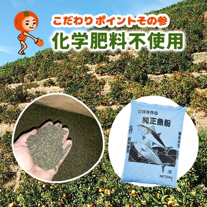 有田みかん 2Lサイズ以上の大玉みかん 5kg 化学肥料不使用 減農薬 和歌山有田山田原みかん やまがみかん園 送料無料