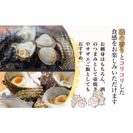 ふるさと納税 獲れたて 活サザエ 2kg（12個〜20個）さざえ 生 栄螺 壺焼きサザエ つぼ焼き 海産物 海鮮 バーベキュー BBQ 大分県産 九州産 津.. 大分県津久見市