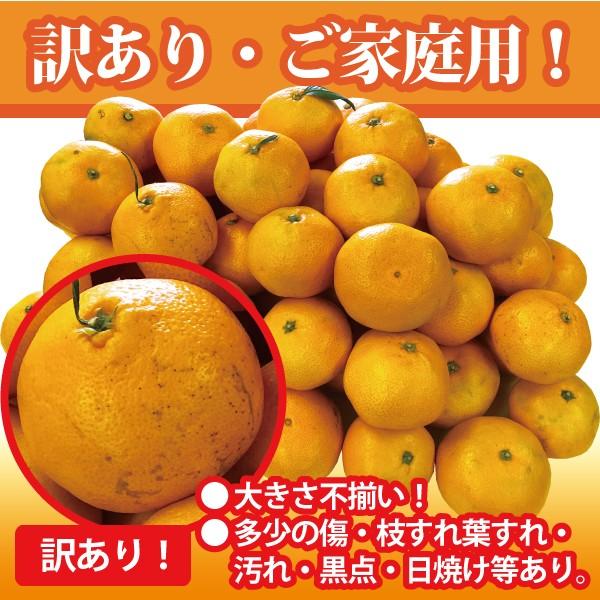 大玉 愛媛 温州 みかん 10kg ２L玉以上 大玉 特価 訳あり フルーツ 愛媛県産 送料無料