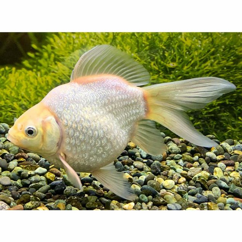 木村養魚場産 キラキラ 3匹