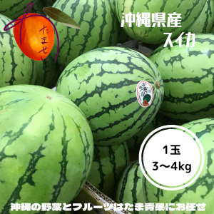 沖縄本部今帰仁スイカ 1個（3~4kg）