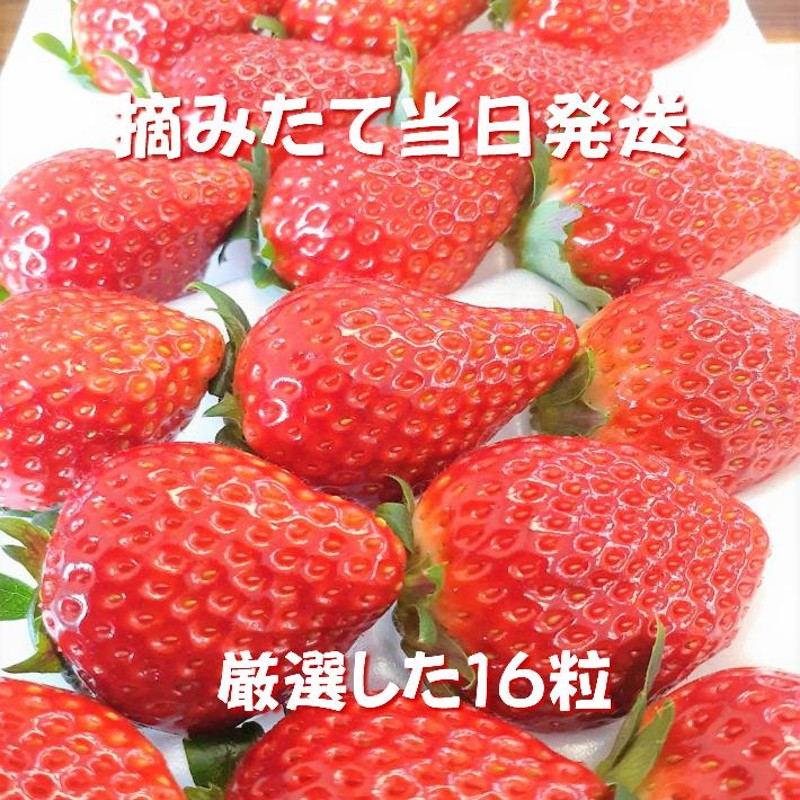 横田農園オリジナル１６粒 いちご 福島県産 とちおとめ あまえん