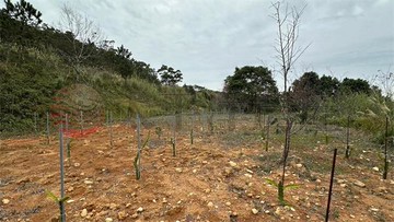 打鐵段美農地｜桃園市龍潭區打鐵段