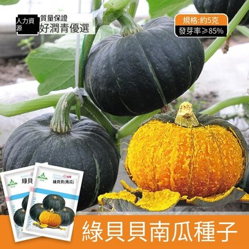 🎃【栗子南瓜】貝貝南瓜種子 日本品種 迷你南瓜 口感鬆軟香甜 家庭菜園 陽台盆栽 瓜類種子 好種易活