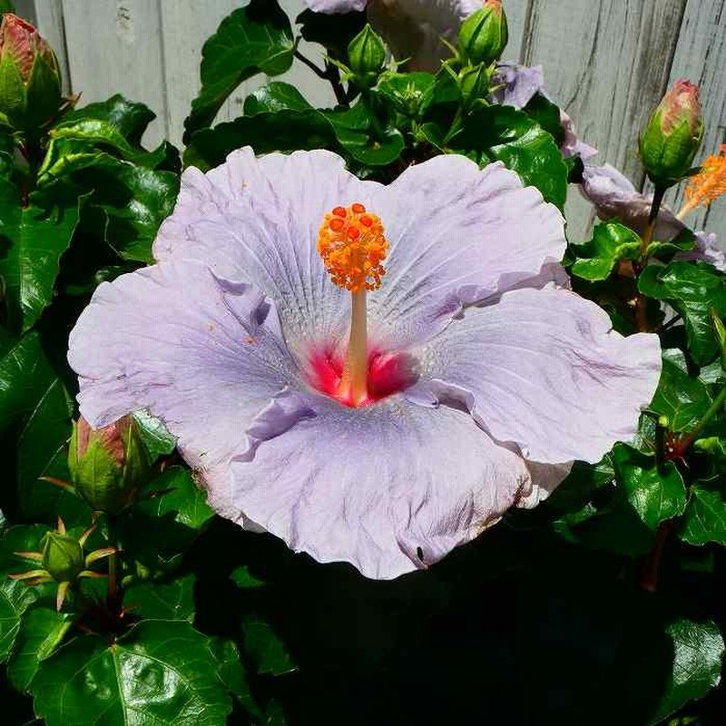 ハイビスカス パープルレインボー 5号鉢 青花 夏の花 苗 鉢花